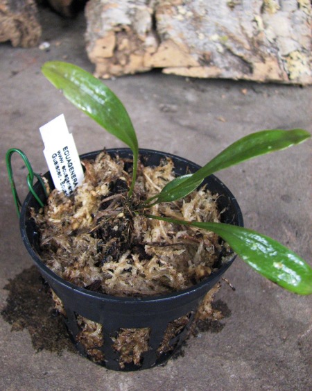 Pleurothallis megalops.JPG
