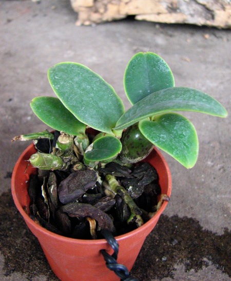 Cattleya nobilior amalie.JPG