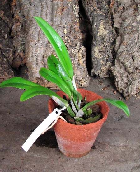Cattleya percivaliana semi alba 'Altamira' (11-6) x percivaliana semi alba 'Carache' (06-6).JPG