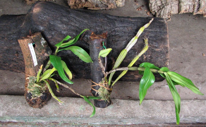 Dendrobium cariniferum.JPG