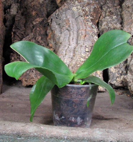 Phalaenopsis Ohl Flame 'Yung Ho' (Princess Kaulani x gigantea)1.JPG