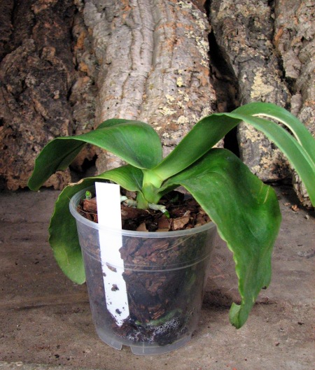 Phalaenopsis Ohl Flame 'Yung Ho' (Princess Kaulani x gigantea)2.JPG