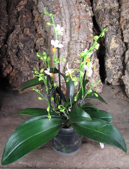Phalaenopsis Mini Mark 'Maria Teresa'.JPG