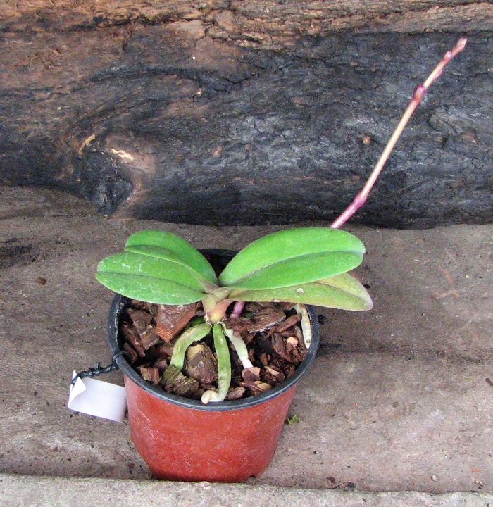 Doritaenopsis Lius Sakura1.JPG