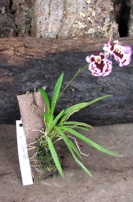 Oncidium (Tolumnia) hybrids.JPG