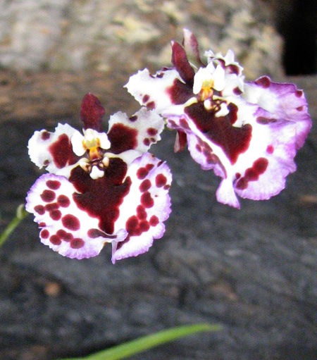 Oncidium (Tolumnia) hybrids1.JPG
