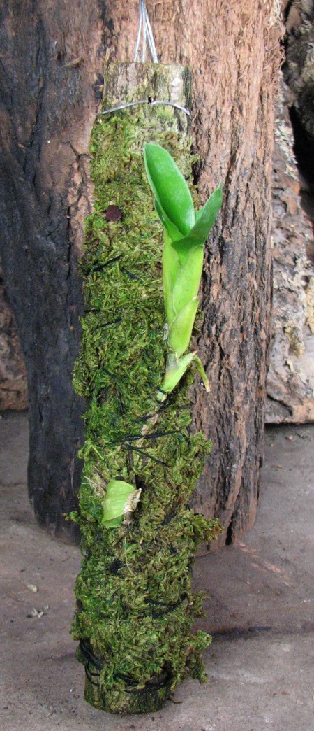 Otoglossum coronarium.JPG