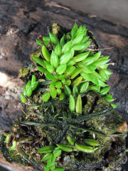 Pleurothallis aveniformis.JPG