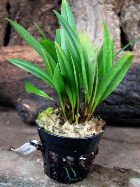 Pleurothallis flexuosa harry.JPG
