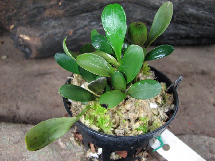 Pleurothallis grobyi.JPG