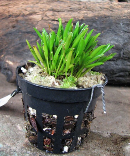 Pleurothallis sonderana.JPG