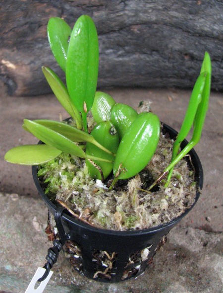 Pleurothallis luteola.JPG