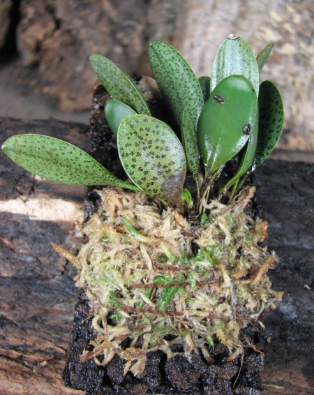 Pleurothallis resupinata.JPG