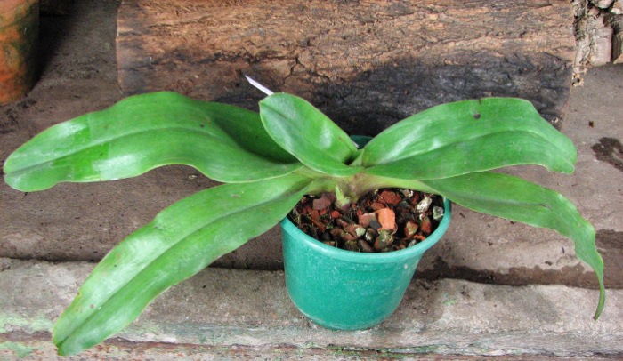 Paphiopedilum Hung Sheng Knight (moquetteanum x hangianum).JPG