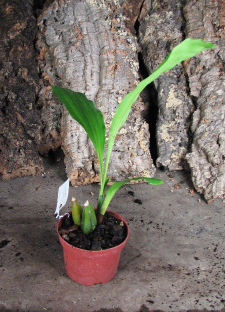 Anguloa virginalis x hohenlohii.JPG