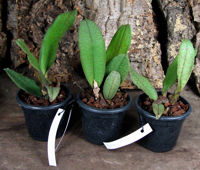 Psychopsis Butterfly (sanderae x papilio).JPG
