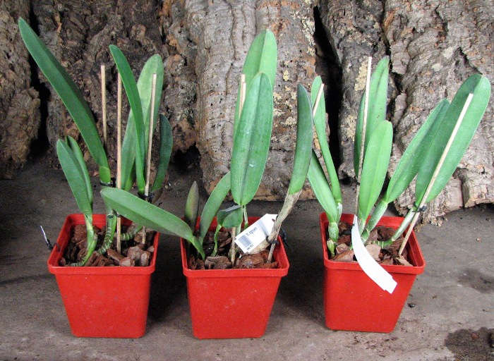 Rhyncholaelia digbyana.JPG