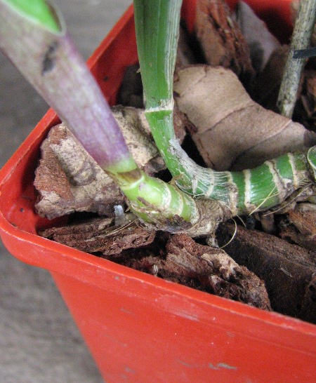 Rhyncholaelia digbyana3.JPG