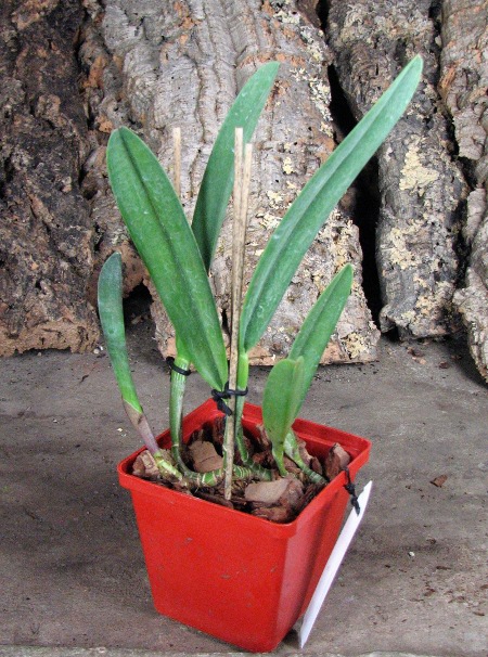Rhyncholaelia digbyana2.JPG