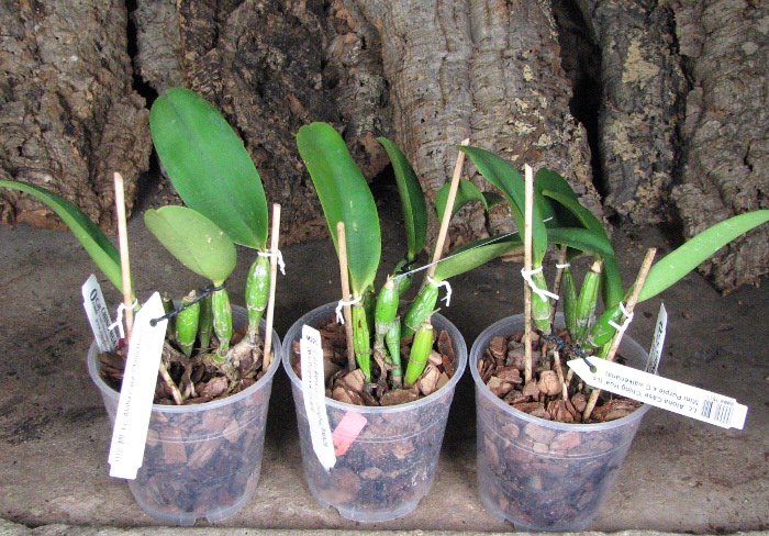 Laeliocattleya Aloha Case 'Ching Hua' (Lc. Mini Purple x C.walkeriana).JPG