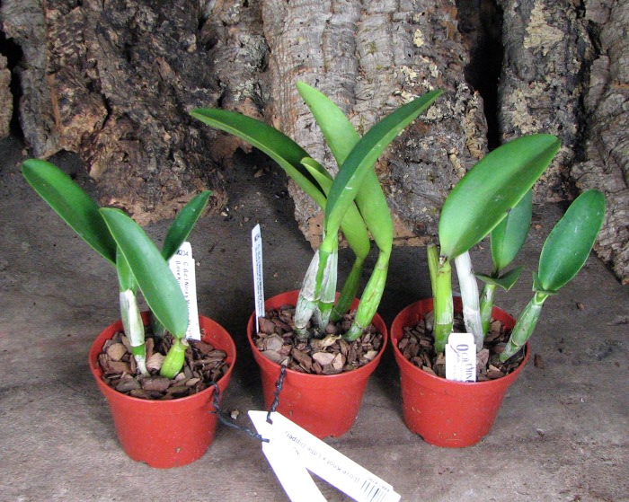 Laeliocattleya Nora's Melody 'Hsinying' (Love Knot x Little Dipper).JPG