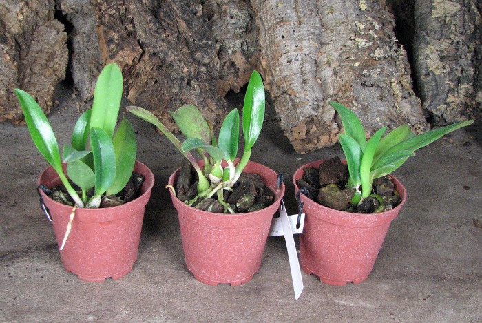 Laelia alaori x praestans.JPG