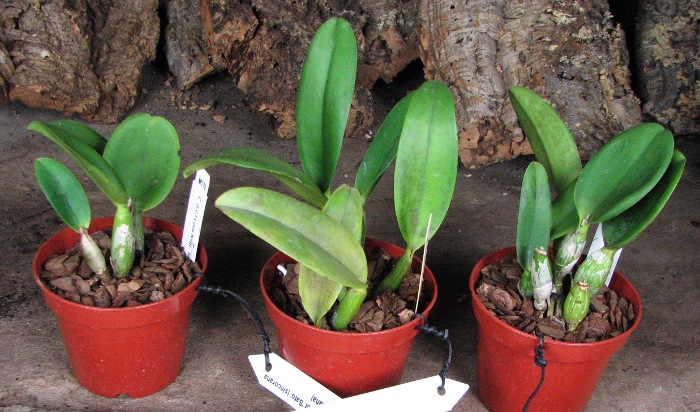 Laeliocattleya Love Knot 'Sato' (sincorana x walkeriana).JPG