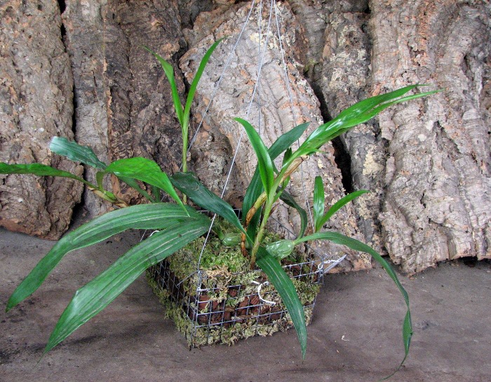 Coelogyne cristata var. hololeuca.JPG