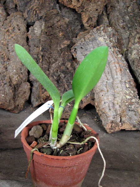 Laeliocattleya Hsinying Ezcell.JPG