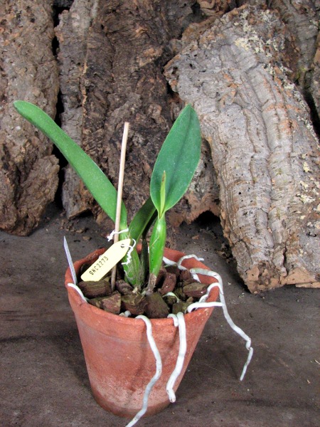 Brassolaeliocattleya Shinfong Little Cat 'Havest'.JPG
