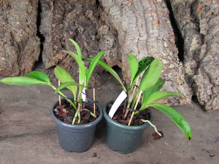 Cattleya Jungle Eyes 'ORCHIS'.JPG