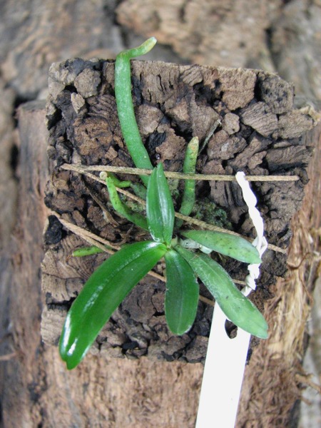 Aerangis rhodosticta.JPG