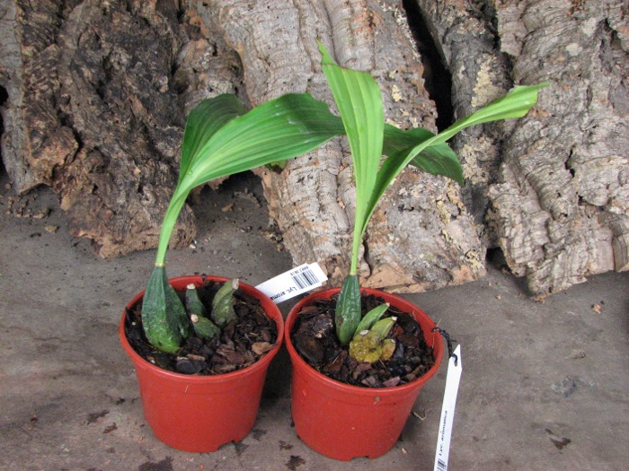 Lycaste aromatica.JPG