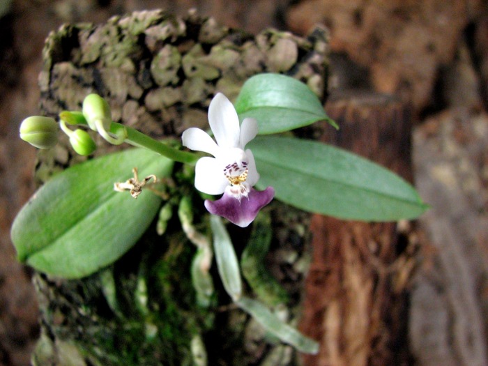 Phalaenopsis parishii.JPG