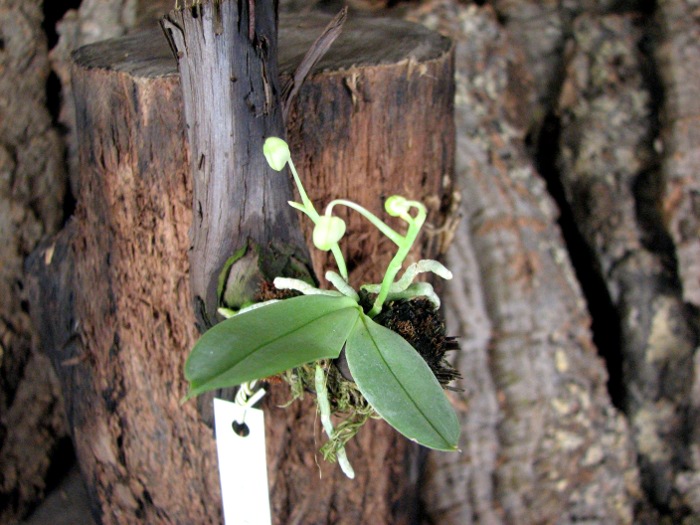 Phalaenopsis parishii-.JPG