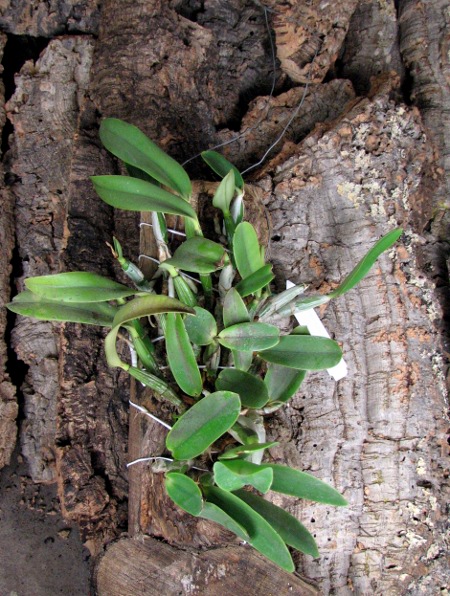 Cattleya walkeriana (extra size).JPG