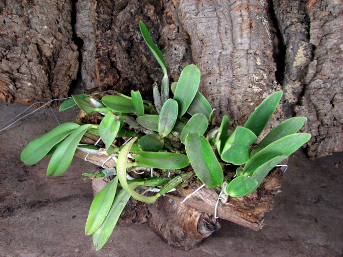 Cattleya walkeriana (extra size).JPG