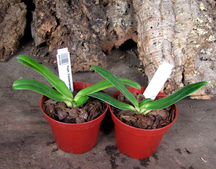 Paphiopedilum tranlienianum.JPG
