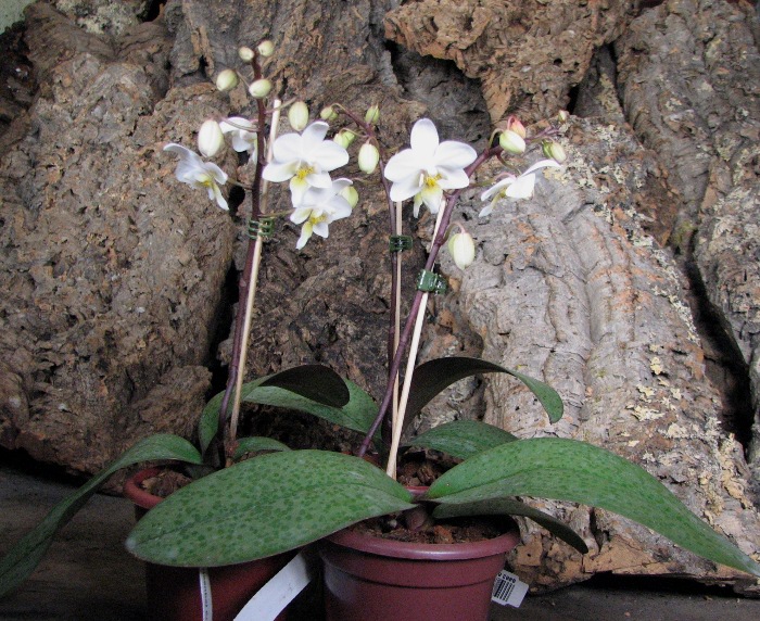 Phalaenopsis Cassandra (equestris x stuartiana).JPG