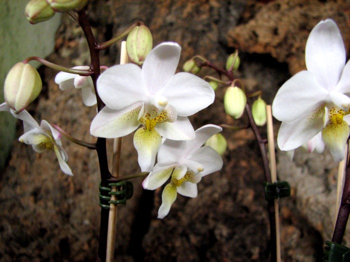 Phalaenopsis Cassandra (equestris x stuartiana).JPG