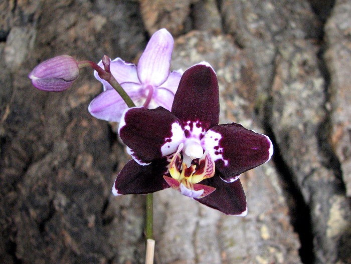 Phalaenopsis Everspring Prince 'Butterfly'.JPG