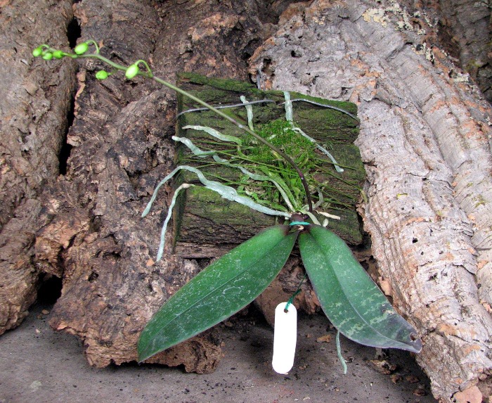 Phalaenopsis stuartiana.JPG