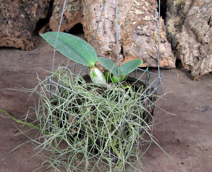 Cattleya walkeriana var. semi alba x walkeriana var. semi alba.JPG