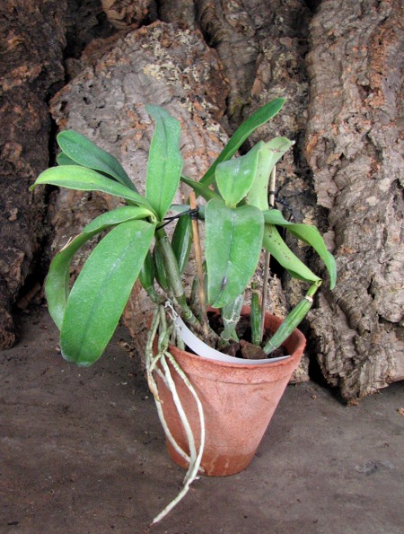 Laeliocattleya Dakao 'Flamea Enami' (Lc. Flirtatious Okami x C. walkeriana).JPG