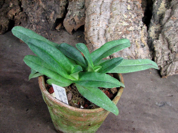 Paphiopedilum Prince Edward of York 'In-Charm' × Paphiopedilum armeniacum '#21'.JPG