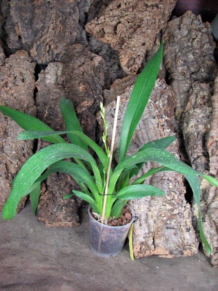 Oncidium Ron's Rippling Delight 'Pacific Parfait'.JPG
