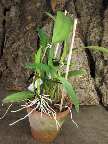 Cattleya skinneri.JPG