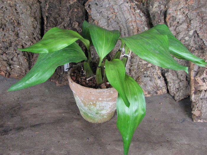 Bifrenaria thyrianthina alba plena.JPG