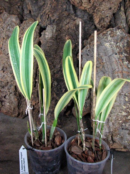 Cattleya Sedlescombe 'Variegated' (Annette x Suavior).JPG