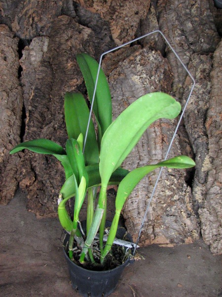 Potinara Haw Yuan Gold 'YC#2' (Pot. Lemon Tree x Blc. Tassie Barbero).JPG